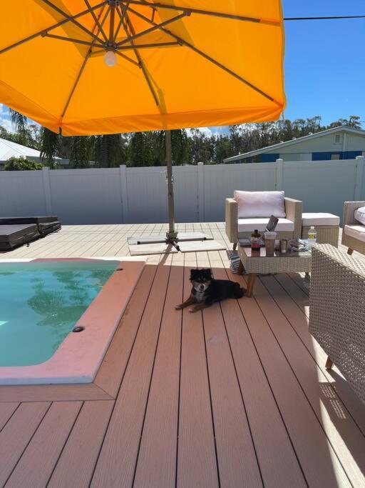 New Dog Paradise - Near The Beach Img & Downtown Брадентън Екстериор снимка